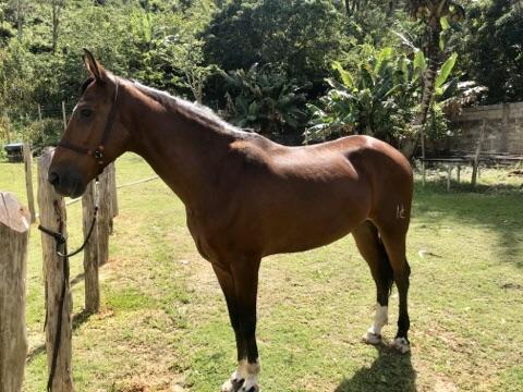Vende-se ou troca-se cavalo mangalarga machador - Foto 3