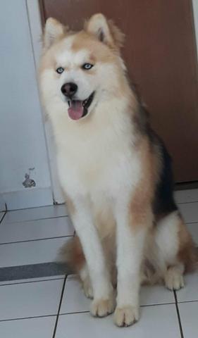 HUSKY siberiano Marrom dos olhos azuus - Foto 5