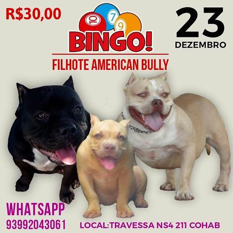 American Bully