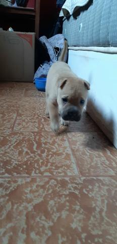 Sharpei fêmea - Foto 4