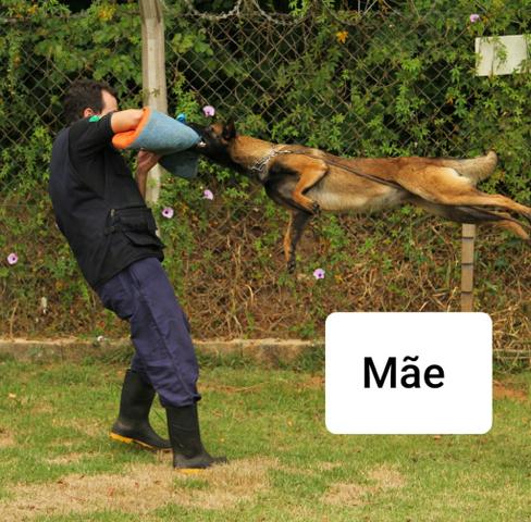 Pastor Belga Malinois - Foto 6