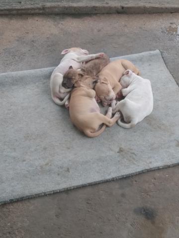 PitBull - Foto 2
