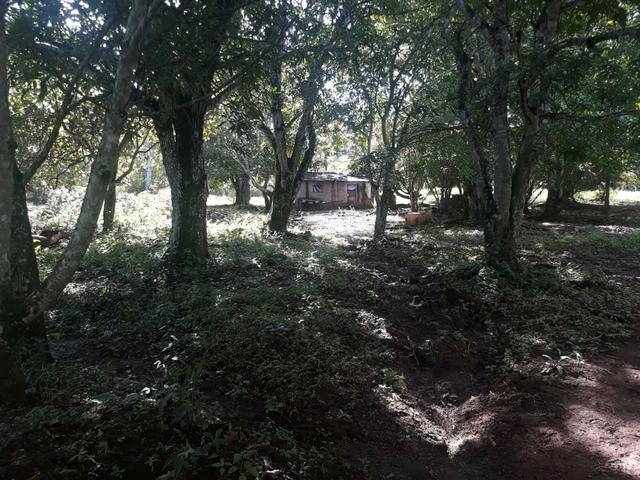 Vendo Chácara Escriturada de 2 hectares na Região do Novo Gama à 10 minutos do Lago Azul - Foto 11