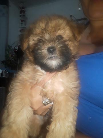 Vendo filhotes de ilhasa apso - Foto 2