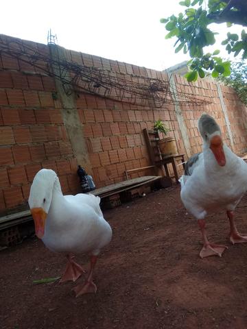 Vendo patos e casal de gansos
