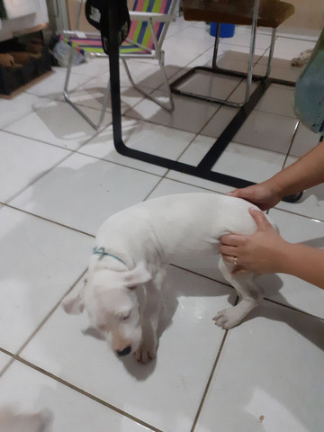 Cachorro - Foto 4
