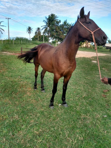 Cavalo Meio Sangue - Foto 2