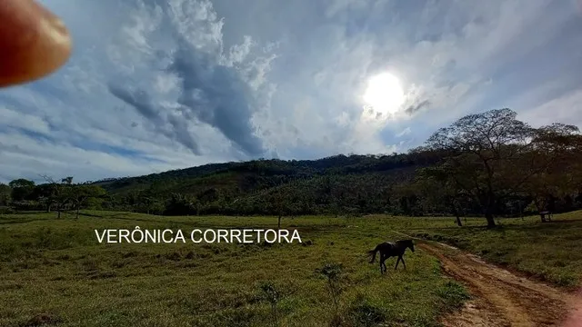 Ótima fazenda venda formada em eucalipto