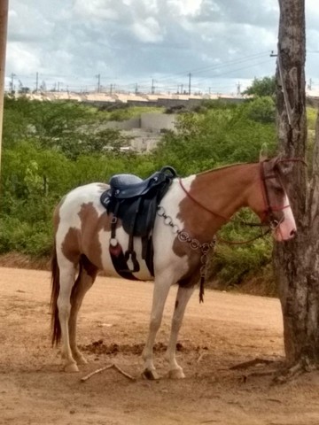 Égua e Cavalo Pampa 