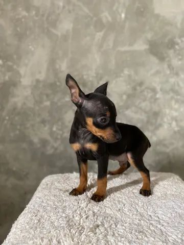 Pinscher 