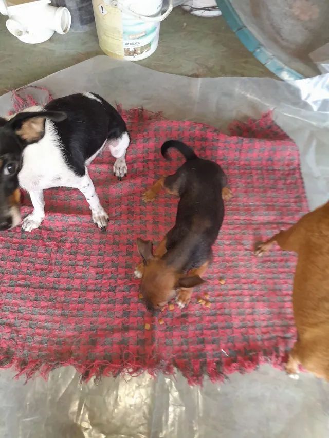 Pinscher zero com um  - Foto 4