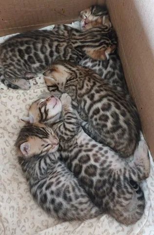 Gato bengal filhotes à venda - Foto 4