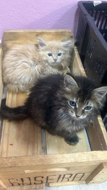  Maine Coon disponível  - Foto 5