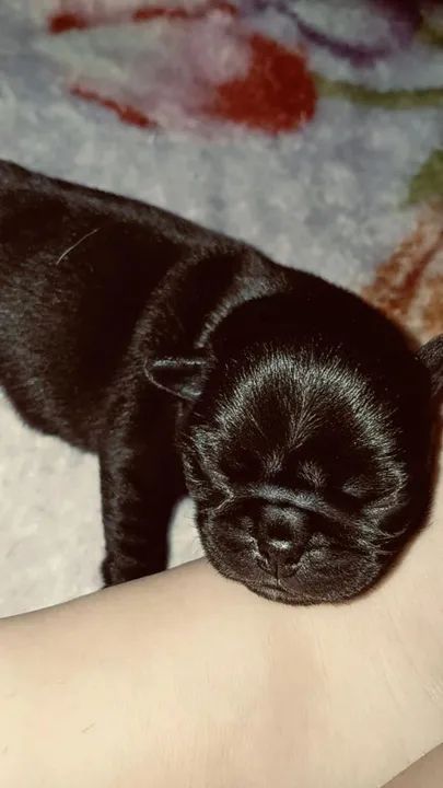 Pug Recém Nascido  - Foto 6