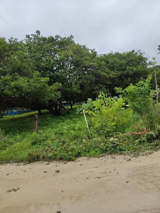 Terreno para sitio de esquina 2 frentes muita plantação de frutas, plano perto Açude Mal c - Foto 7