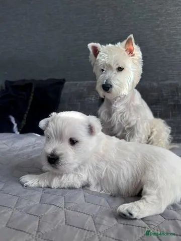 West highland white terrier 2024 olx