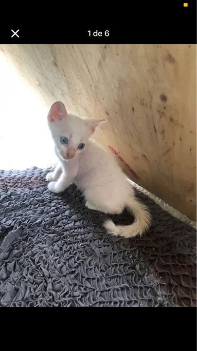 Gatinhos adoção responsável 