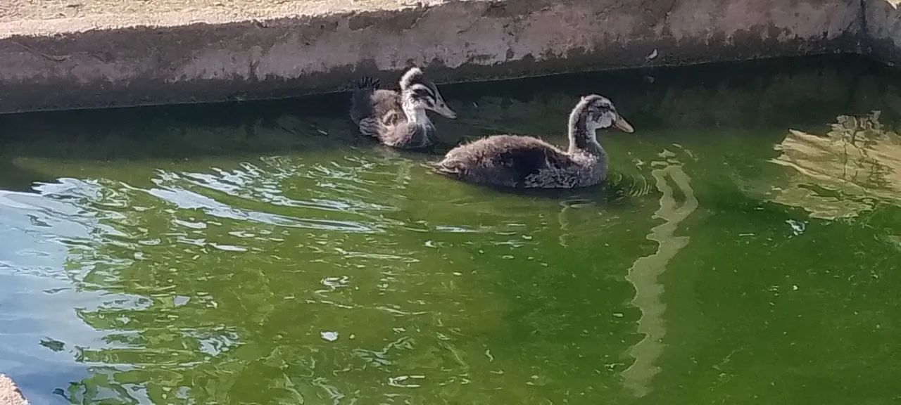 Angolinhas, perú, patos e marecos  - Foto 5