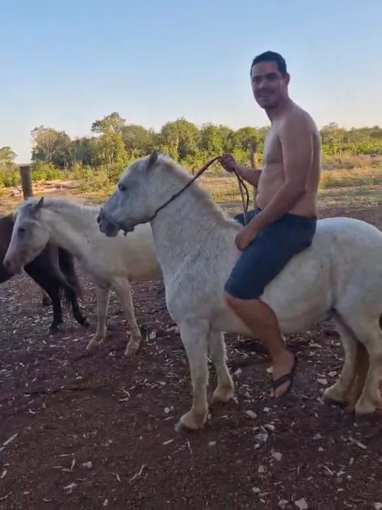 Pôneis três pôneis 2 fêmeas e um macho