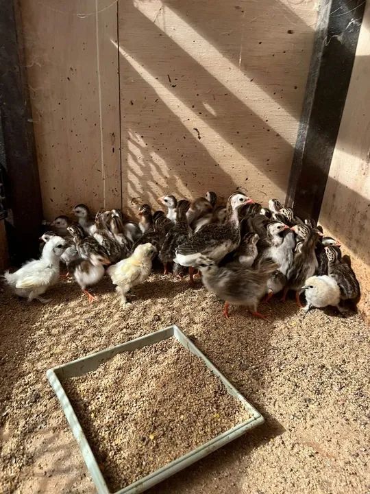 Pintinhos de Galinha D'Angola - Foto 5