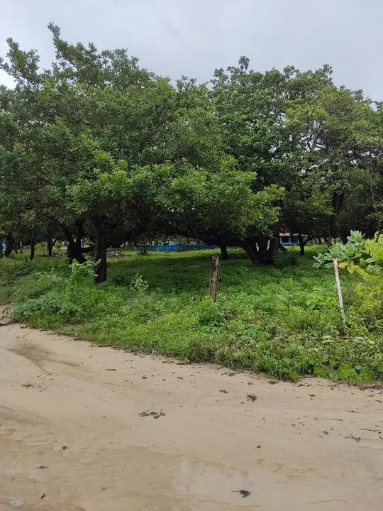 Terreno para sitio de esquina 2 frentes muita plantação de frutas, plano perto Açude Mal c - Foto 6