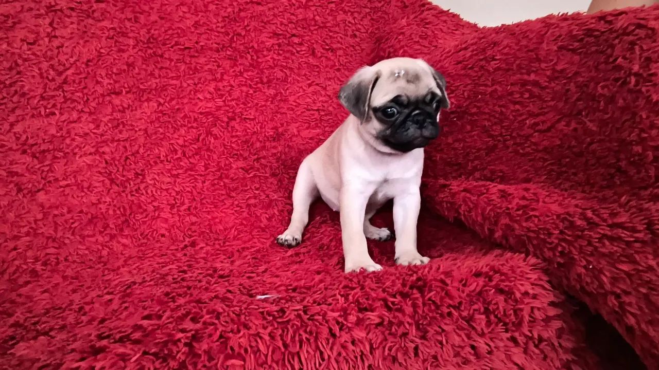 Filhote de Pug fêmea 