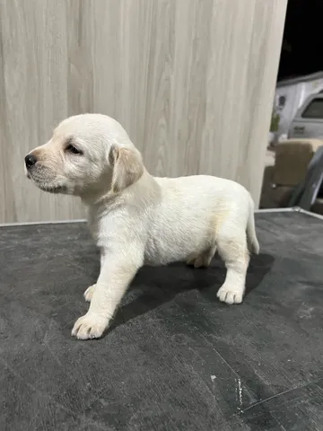 Filhotes de fila brasileiro a venda em caruaru - Cachorros e acessórios -  Agamenon Magalhães, Caruaru 1279757146