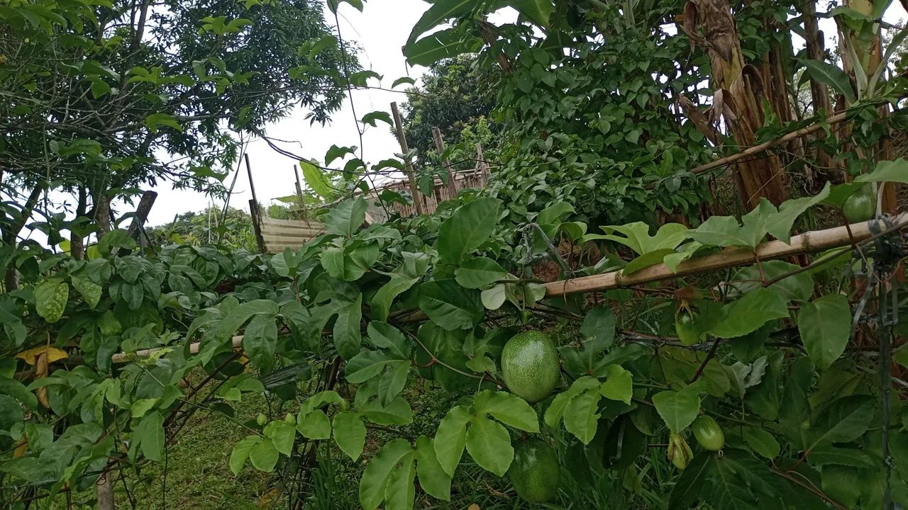 Mudas de maracujá Acedo  - Foto 3