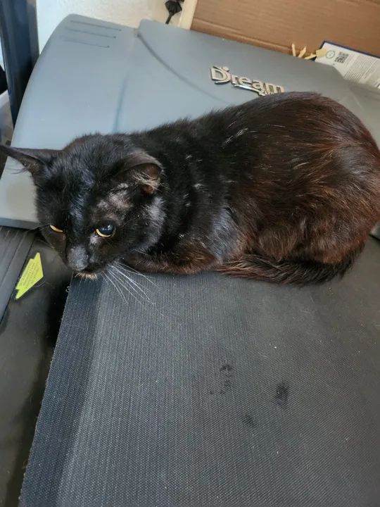 Tom - Gato castrado e saudável pronto para receber um lar ? - Foto 3