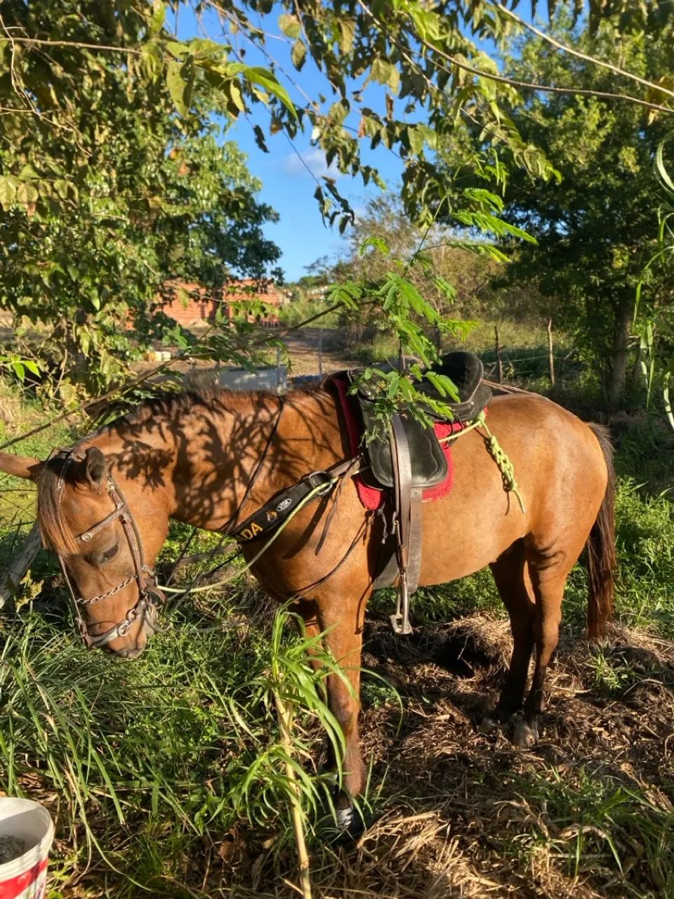 Cavalo para agropecuária troco em moto de trilha