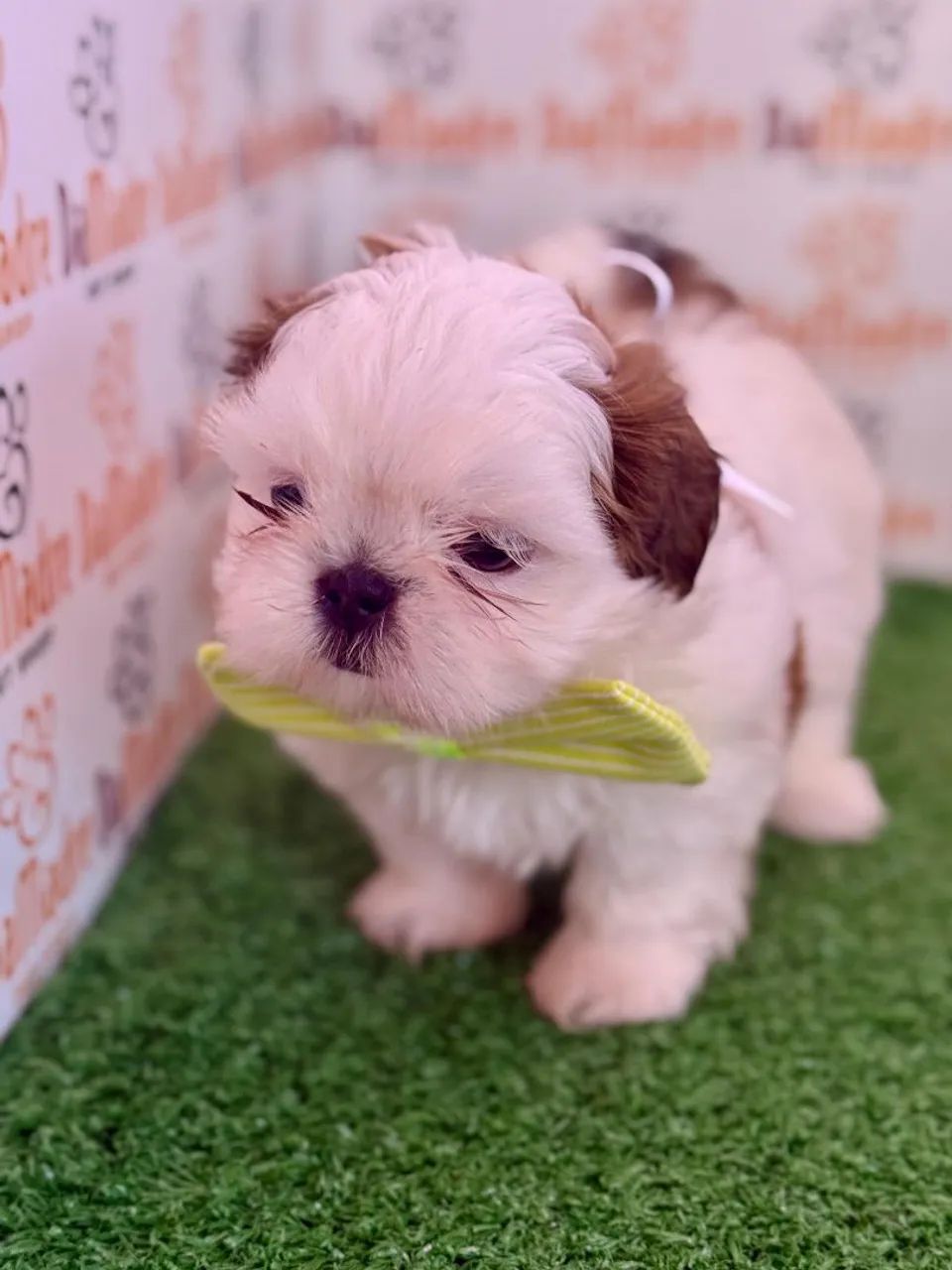 Filhote Fofo de Shih-tzu  - Foto 2