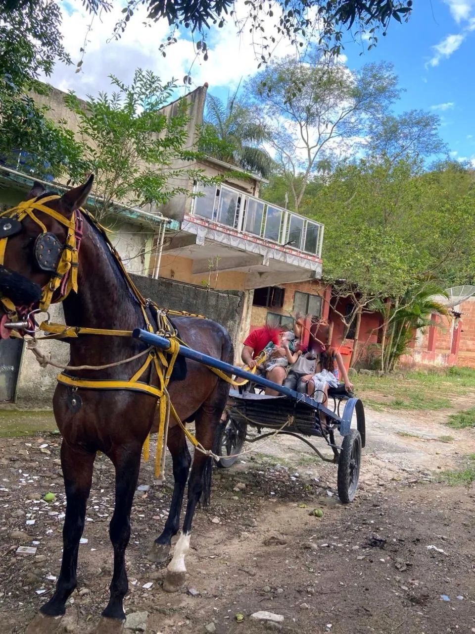 Cavalo american trotter  - Foto 3