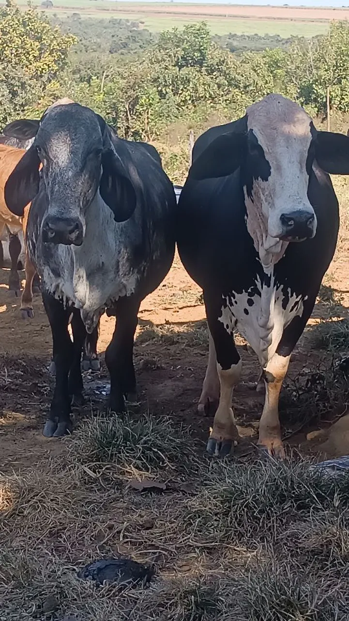 Vacas Girolanda cinza