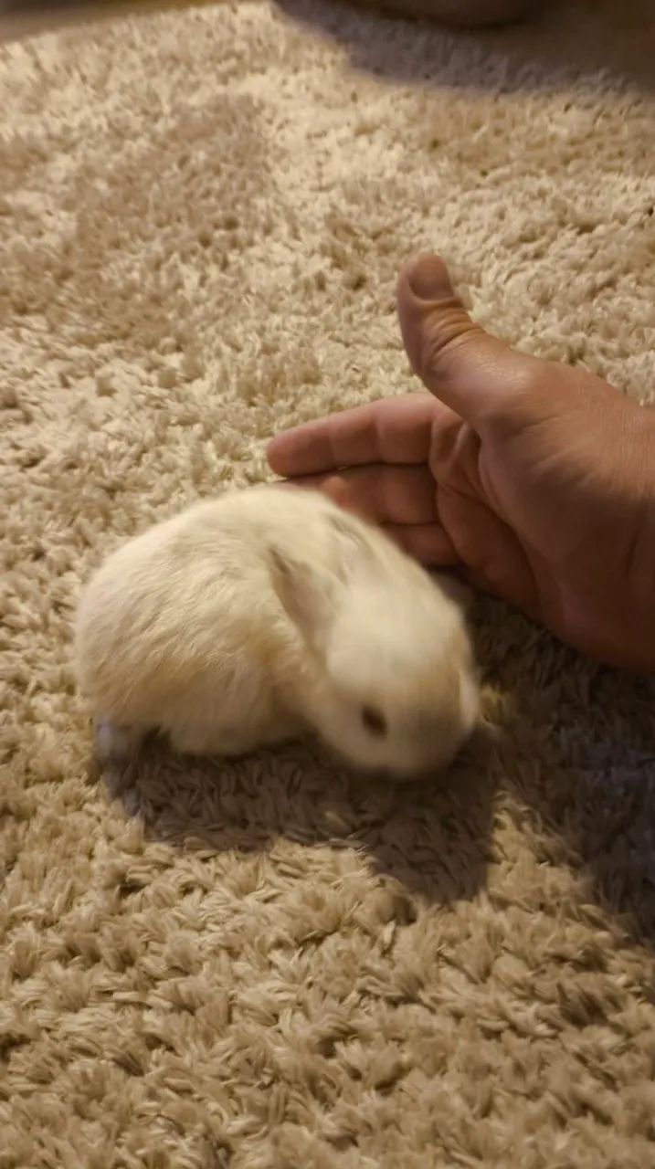 Filhotes de Mini Coelho64169288467459120