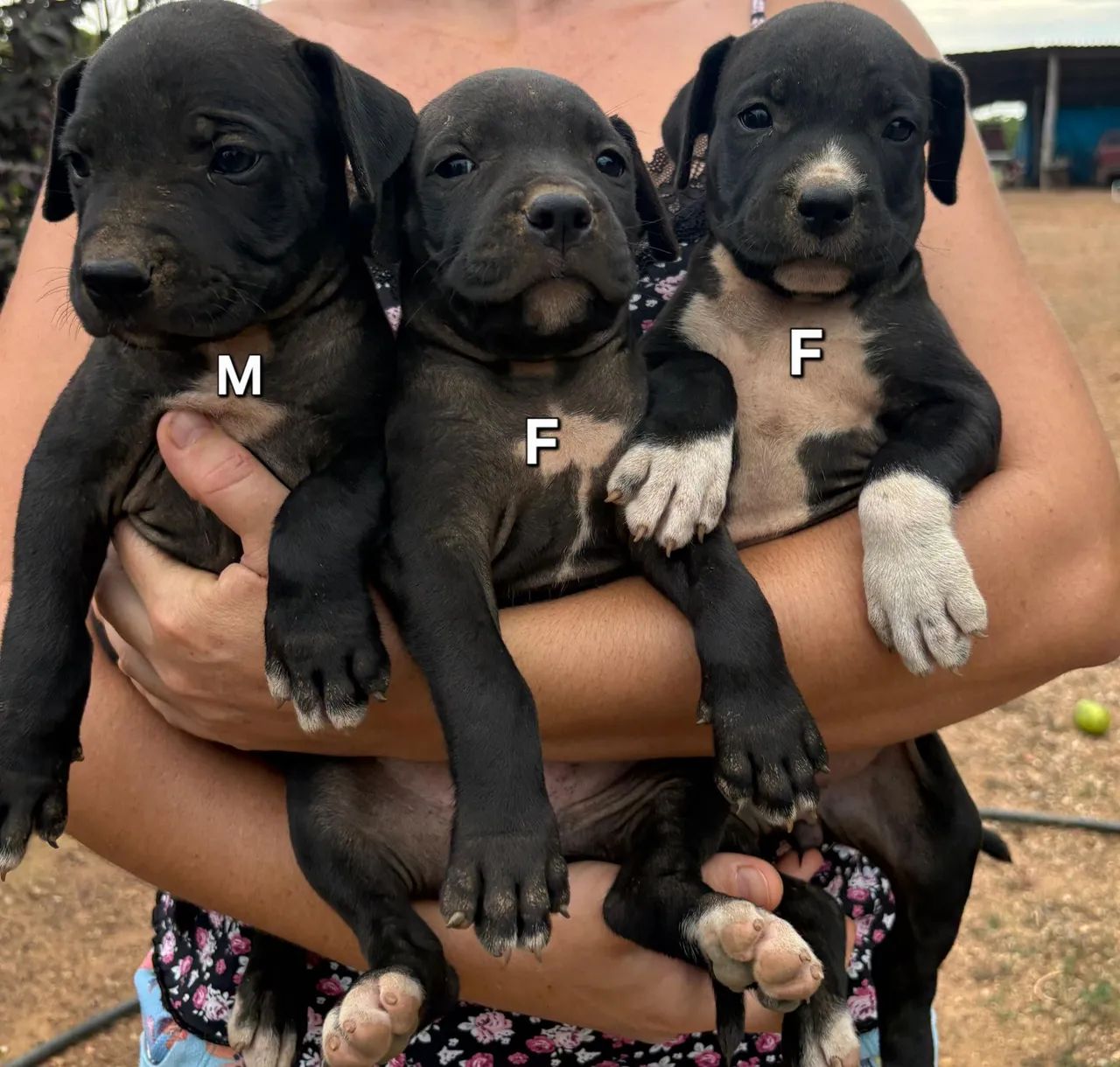 Filhotes de Boxer com Pitbull  - Foto 2