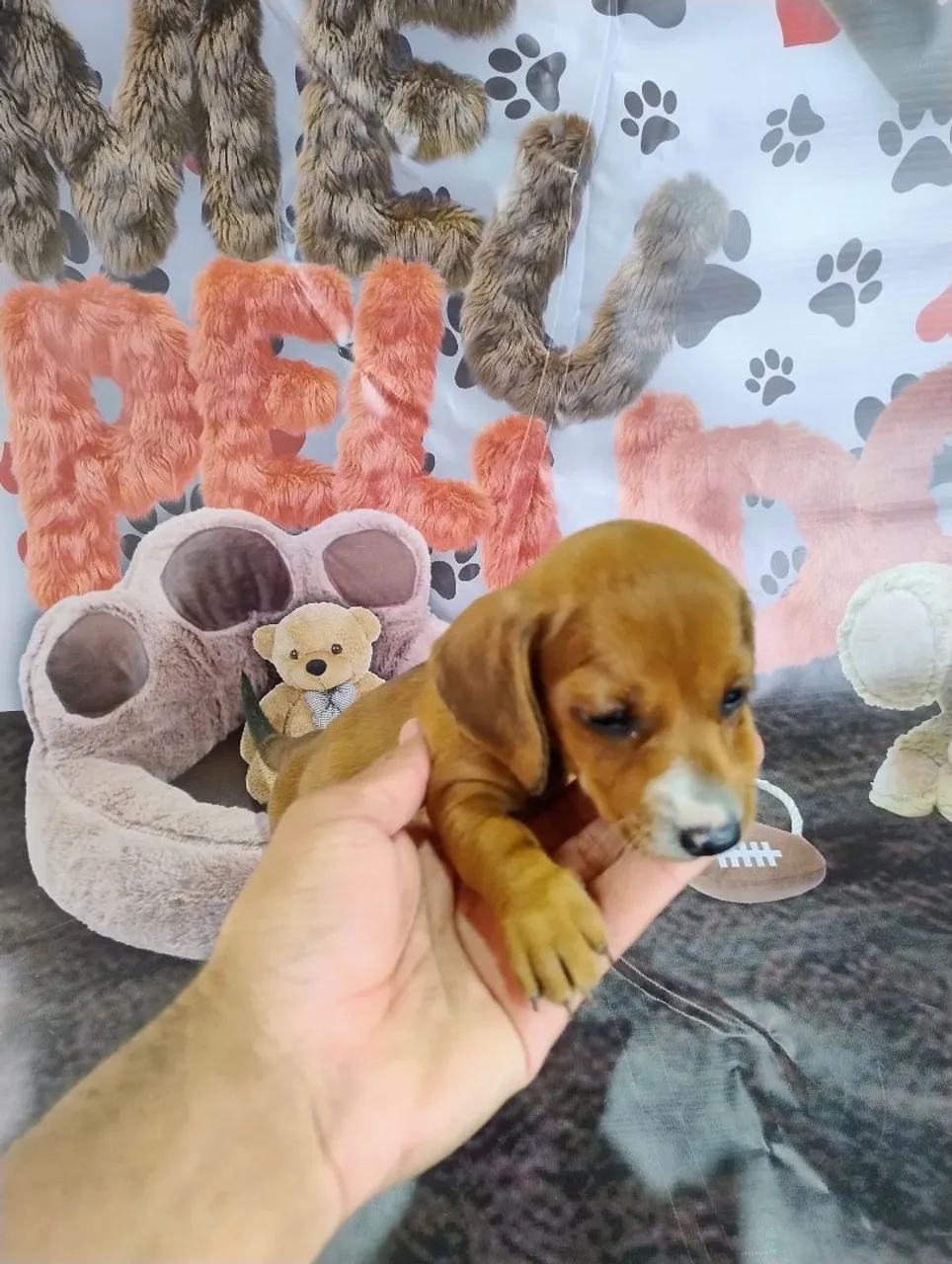 Basset anão machos e fêmeas disponíveis