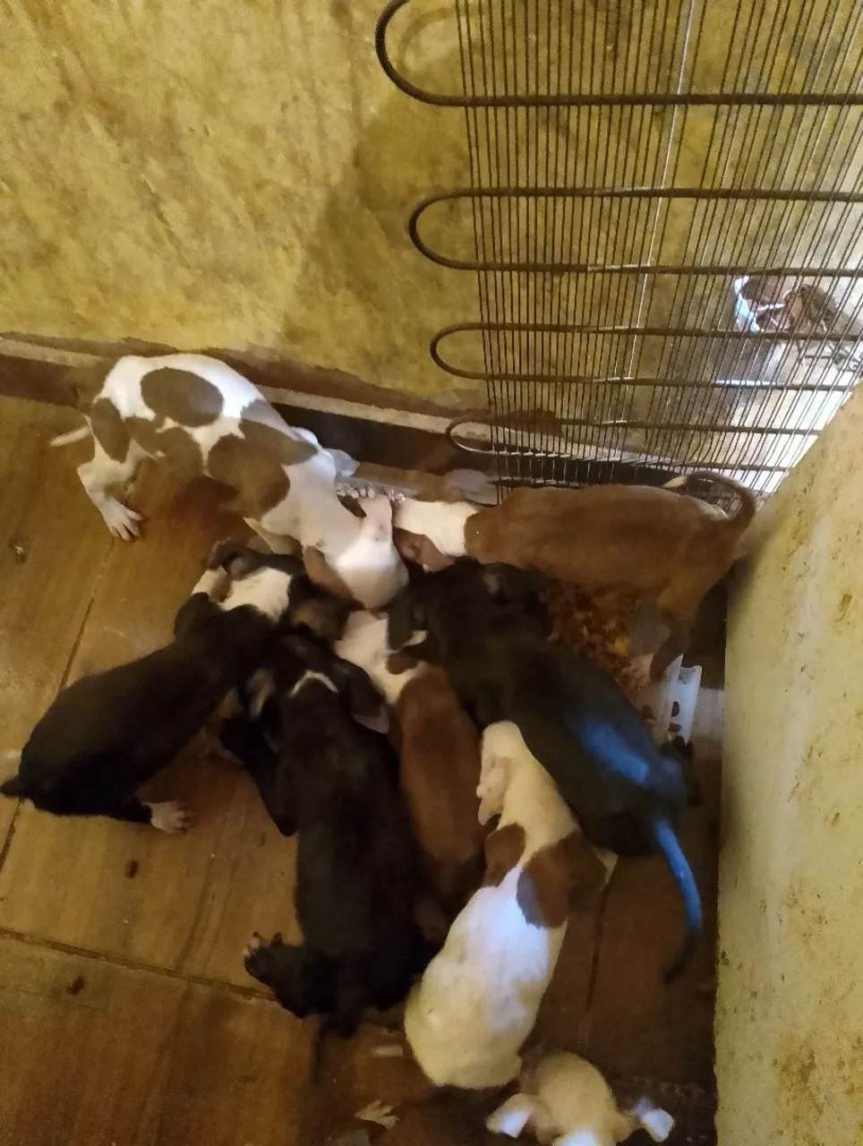 Filhotes de Pitbull aceito gambira carrinho de bebê +50 $ de volta up