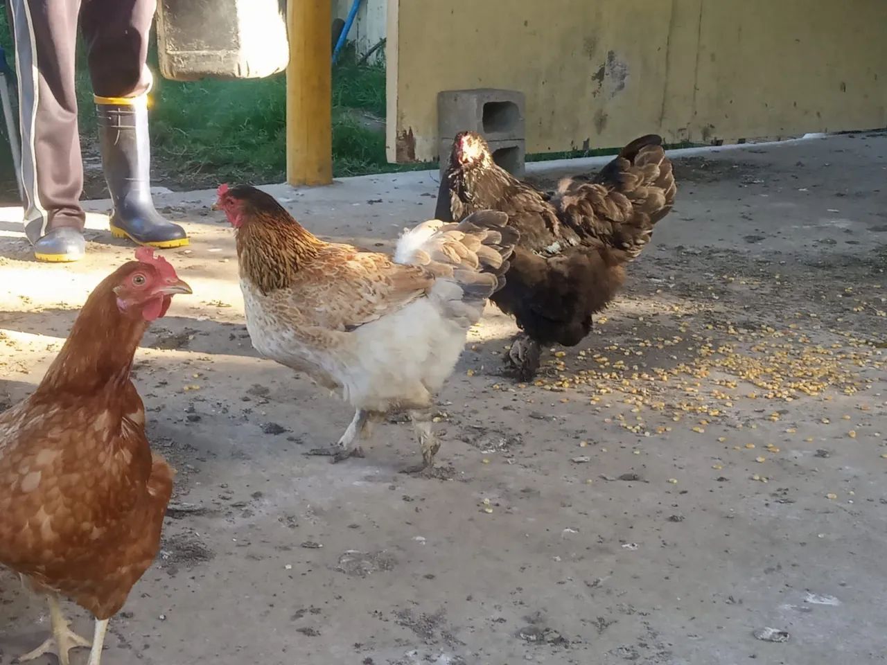 Galos e galinhas - Foto 5