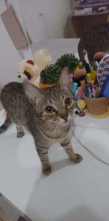 Gatinha para adoção  - Foto 3