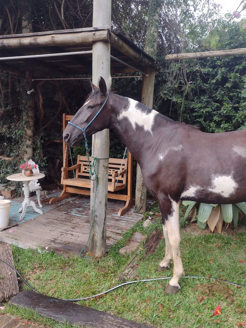 Égua campolina - Foto 2