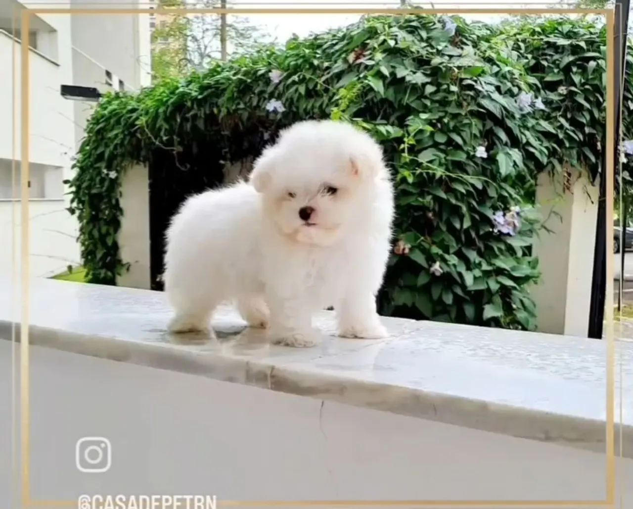 Maltês Terrier Os menores da Olx!!!