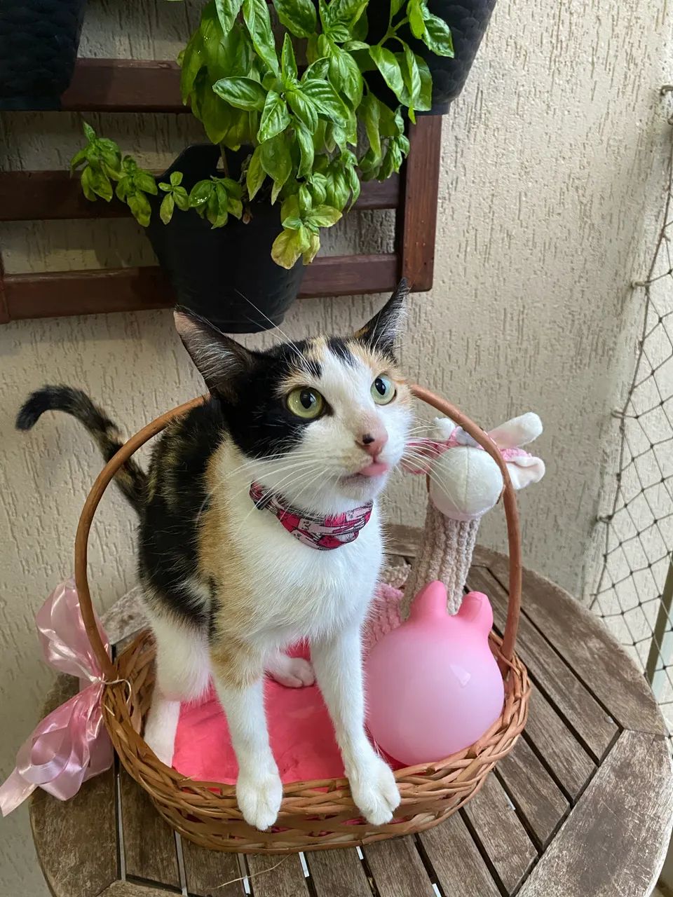 Gata fêmea linda pra doação  - Foto 4