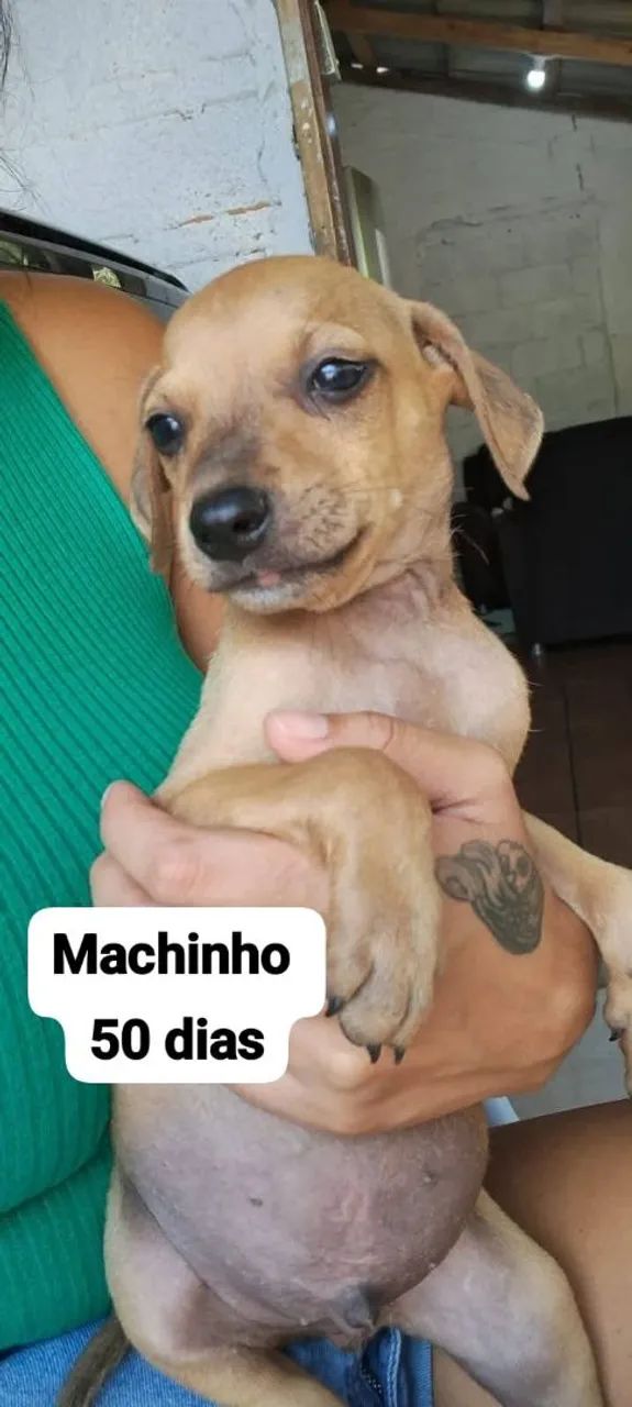 Filhotes para doação  - Foto 2