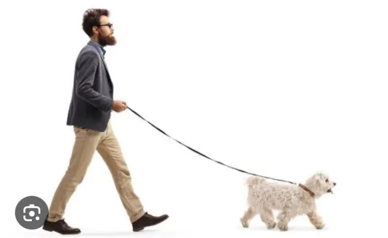 Dog walking - passeio com cães