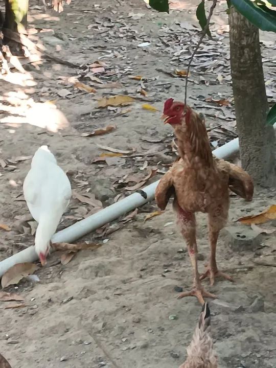 Frango caipira e galinhas para venda - Foto 5