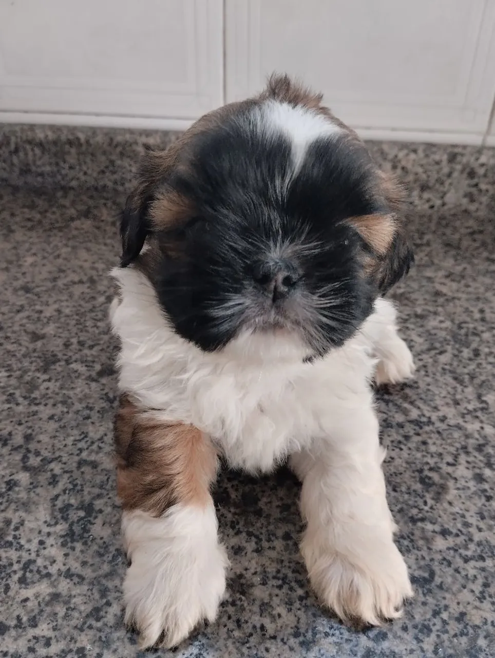 Filhote de Shih Tzu FÊMEA