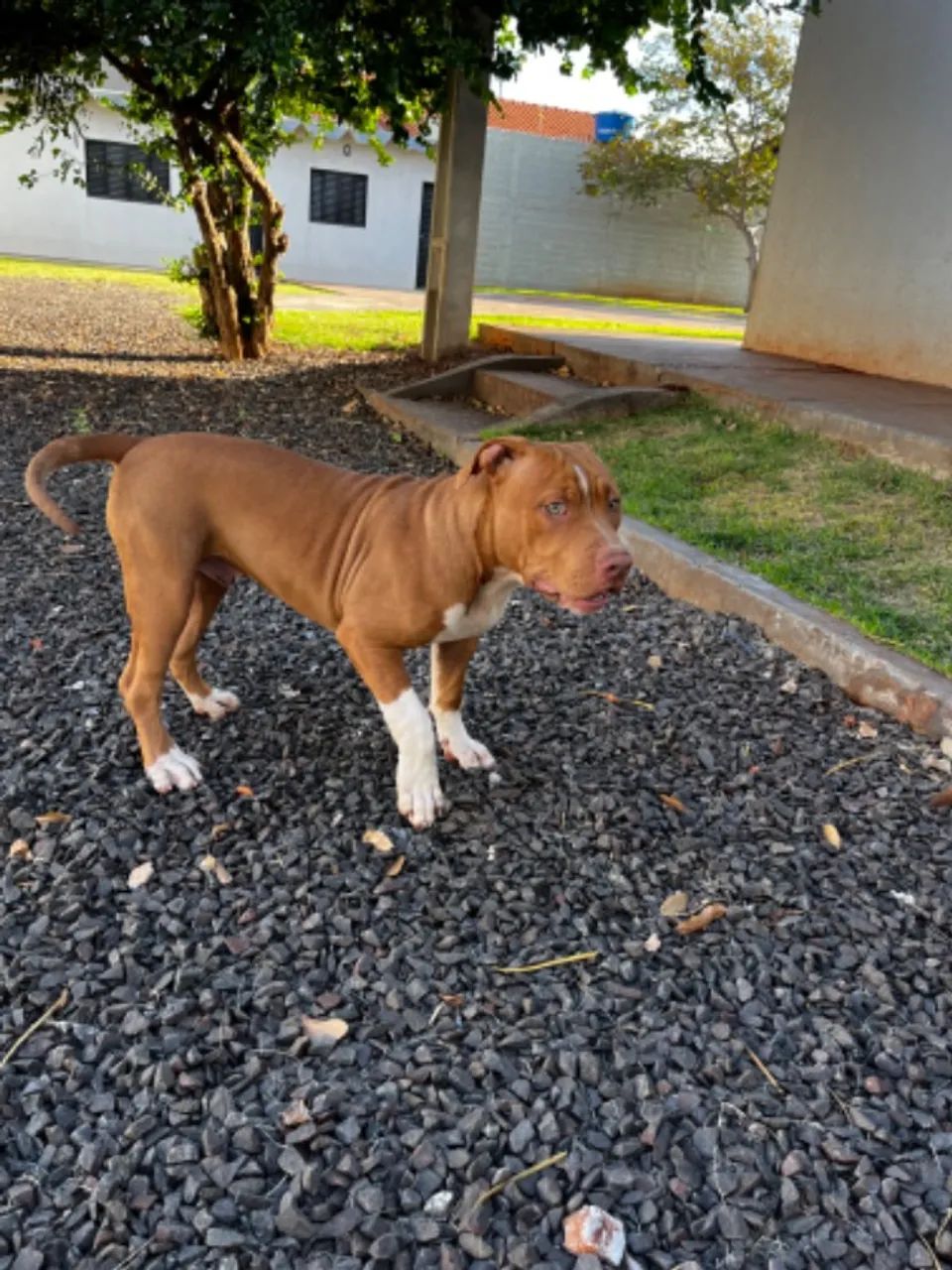 Filhotes de PitMonster com pedigree - Foto 2