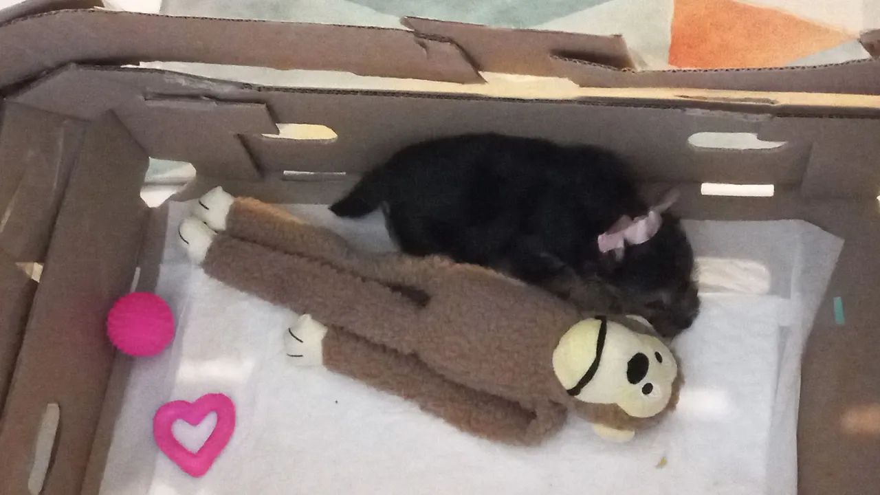 Yorkshire fêmea 2 meses + enxoval - Foto 4