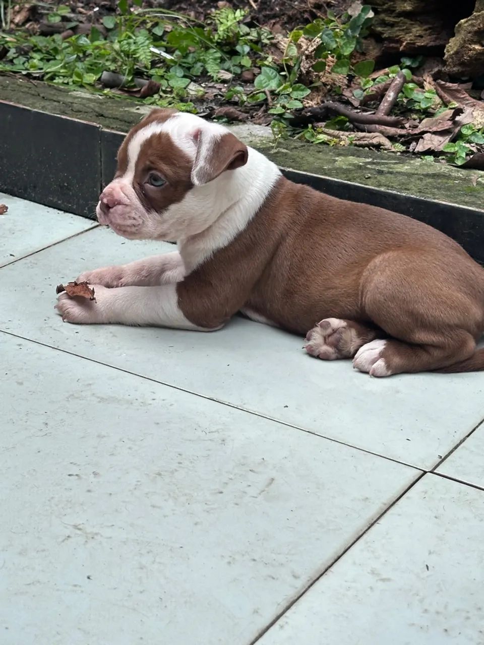 Filhote old inglês Buldog disponível  - Foto 4