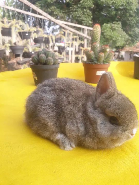 Coelho anão importado  Netherland dwarf  - Foto 6